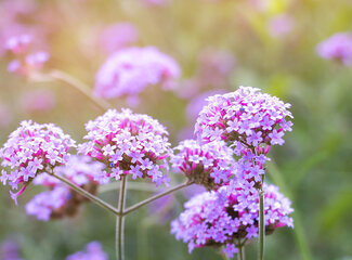 Improve your sleep with valerian & lemon balm