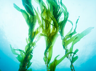 All about iodine and its natural form: kelp