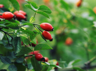 Increase immunity with vitamin C!