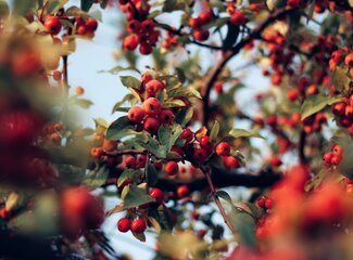 Rosehip extract: a natural bomb of vitamin C and more!