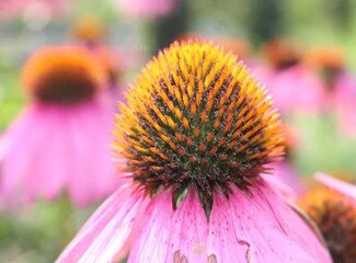 Echinacea: eine Pflanze mit Superkräften