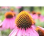 Echinacea : découvrez les puissants bienfaits de cette super plante