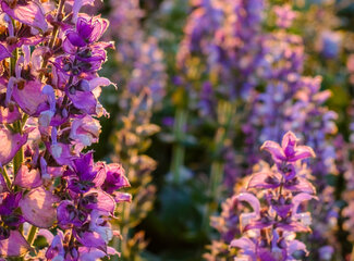 All about vitamin B12 (cobalamin)