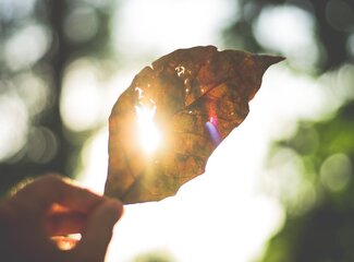 What is the difference between vitamin D and vitamin D3?