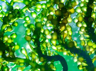 7 Plant foods with Omega-3