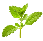 Heart and blood vessels