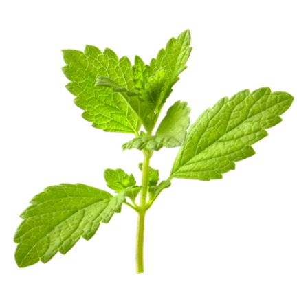 Heart and blood vessels