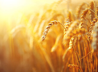 All about vitamin B1 (thiamine)