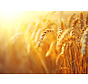 Tout sur la vitamine B1 (thiamine)