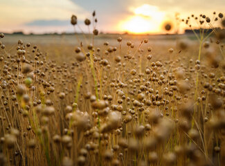 All about vitamin B2 (riboflavin)