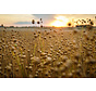 Alles over vitamine B2 (riboflavine)