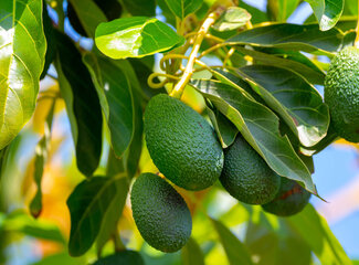 All about vitamin B3 (niacin)