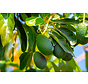 Tout sur la vitamine B3 (niacine)