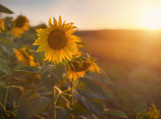 All about vitamin B5 (patotinic acid)