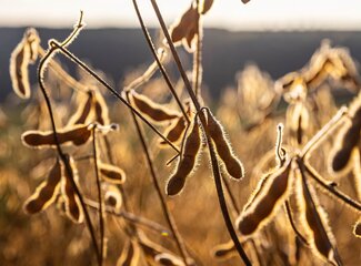 All about vitamin B6 (pyridoxine)