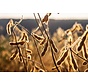 Alles over vitamine B6 (pyridoxine)