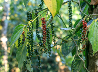 All about vitamin B7 or B8 (biotin)