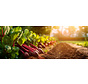 Tout sur la vitamine B9 ou B11 (folate)