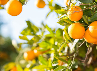 10 Questions about vitamin C and vitamin C deficiency