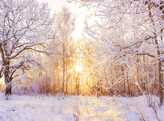 Vitamin D and the battle against winter depression