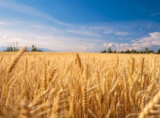 Eisenhaltige Lebensmittel: Der Leitfaden für eine gesunde Ernährung