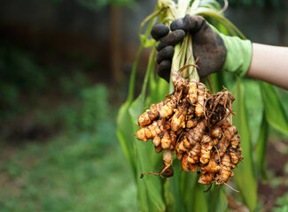 4 reasons why turmeric is good for your health