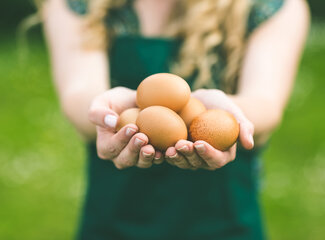 Fakten und Fabeln über Eier: Das müssen Sie wissen!