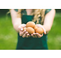 Facts and fables about eggs: here's what you need to know!