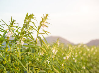 Why zinc is essential: 4 reasons why you shouldn't miss it