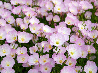 Hormones more in balance with evening primrose oil