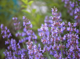 The power of the vitamin B complex