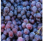 Superfoods en thee