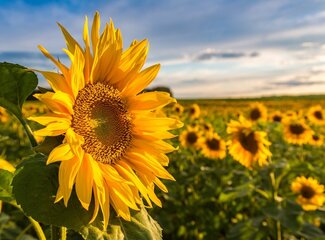 Vitamin D deficiency occurs in many people and not only in winter!