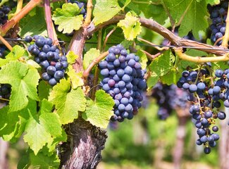 Découvrez l'action de l'extrait de pépins de raisin (OPC) vitamine C
