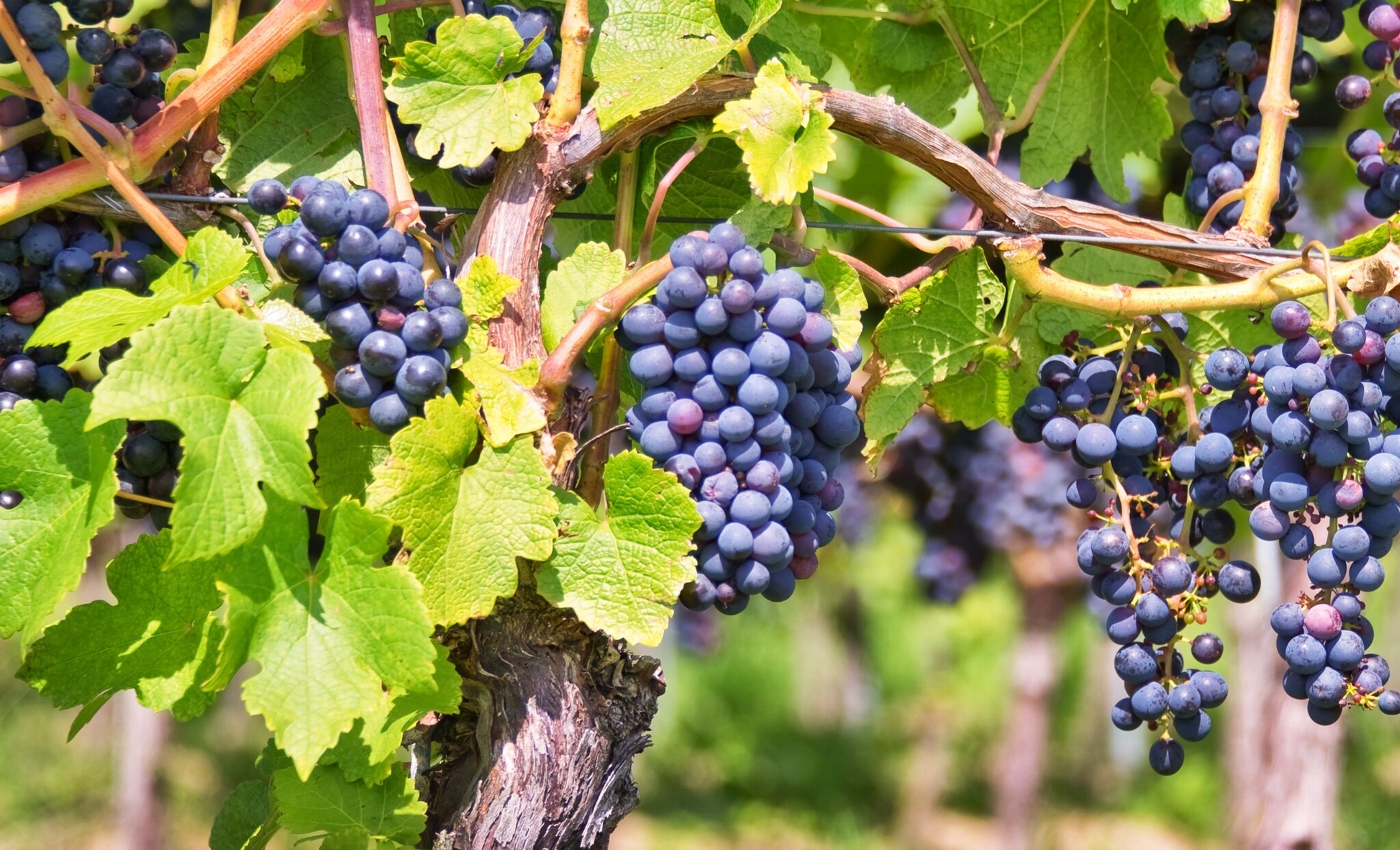 Complément Alimentaire OPC Pépins De Raisin 95% + Vitamine C - Gélules 550mg Vivameo - Neuf