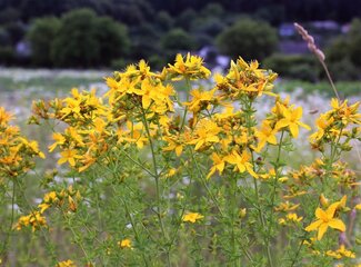 St. John's wort: natural support for your mental health