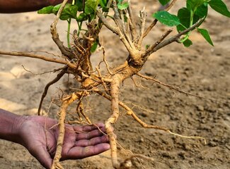 Ashwagandha voor stress, energie en slaap: Alles wat je moet weten