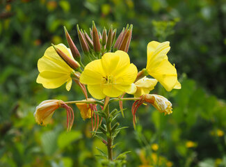 Improving hormone balance: Natural Support