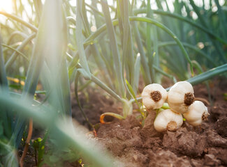 Prebiotics and probiotics: What is the difference and why do you need them?