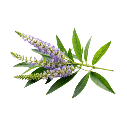 Pregnancy | Natural care for mother and baby, for a healthy pregnancy