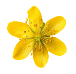 Herbs and plantextracts