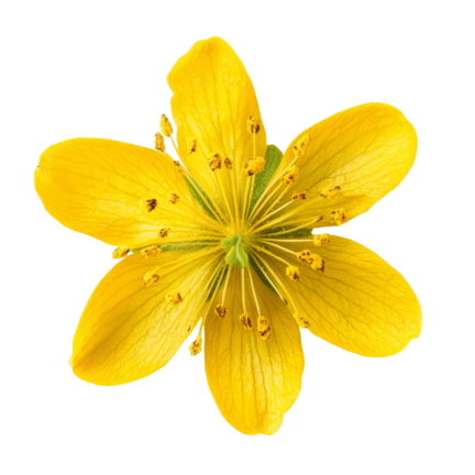 Herbs and plantextracts