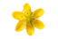 Kruiden en plantenextracten
