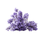 Anti Stress and sleep