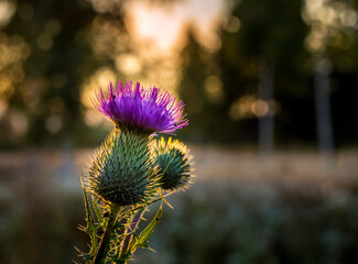 Milk thistle: the natural support for your liver