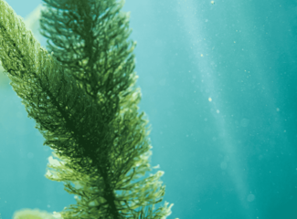 The Totox value of omega 3: what does it say about its quality?