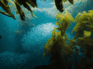 What is omega 3 good for?