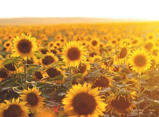Alles over vitamine D