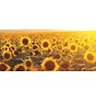 Alles over vitamine D