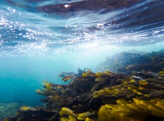 Alles over omega 3